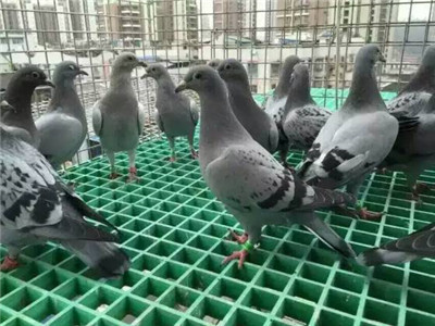 養(yǎng)鴿子鋼格板